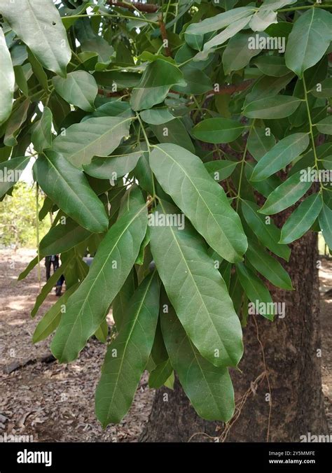 Sustained mahogany (Swietenia macrophylla) plantation heartwood ... - raincitystudios.com