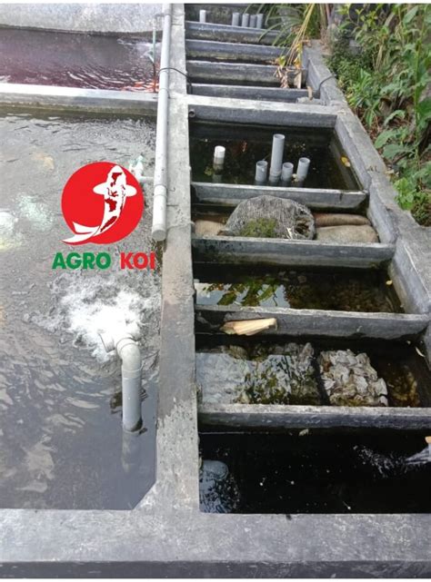 Susunan Filter Kolam Koi yang Benar - AGRO KOI FARM - balustradellc