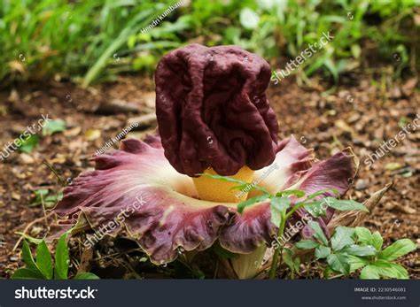 Suweg (Amorphophallus paeoniifolius) - raincitystudios.com