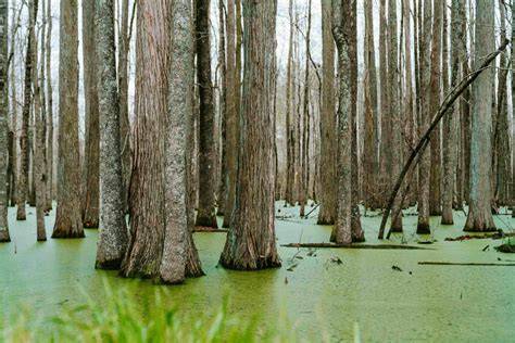 Swamp | Description, Ecology, Formation, Examples, … - raincitystudios.com
