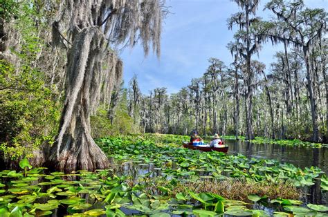 Swamp | Description, Ecology, Formation, Examples, Plants, Animals ... - muktibox.com