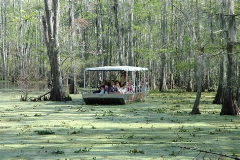 Swamp - muktibox.com