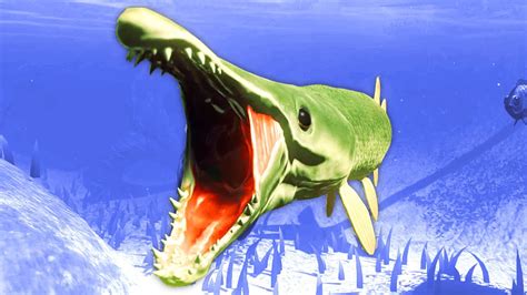 SWAMP PREDATOR ENTERS FISH TRAP - balustradellc