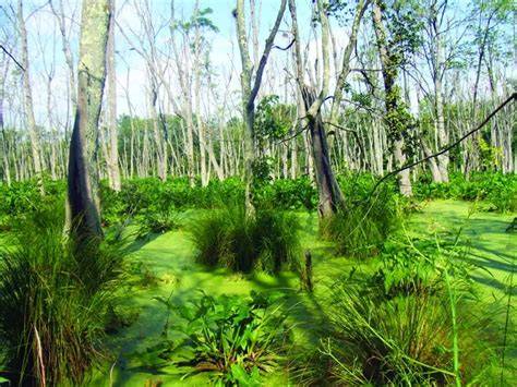 Swamps - an overview | ScienceDirect Topics - raincitystudios.com