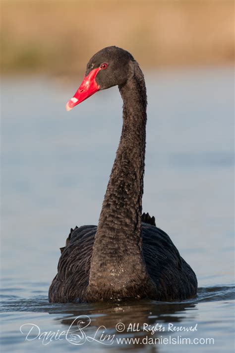 SWAN - Texas A&M University