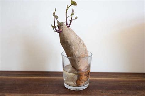 Sweet Potatoes How To Grow - balustradellc