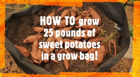 Sweet Potatos in Grow Bags - Etsy Denmark - balustradellc