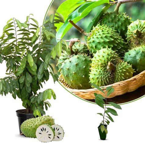 Sweet Soursop Live Plant for Planting, Annona Muricata 2-3 Ft Tall ... - raincitystudios.com