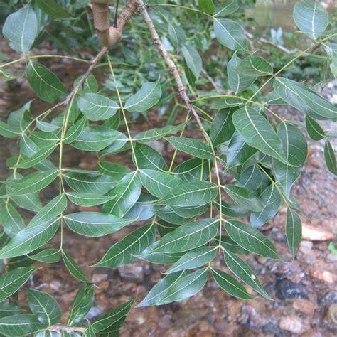 Swietenia humilis - an overview | ScienceDirect Topics - raincitystudios.com