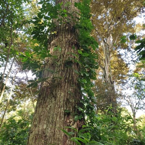 Swietenia macrophylla (big leaved mahogany) | CABI Compendium - raincitystudios.com