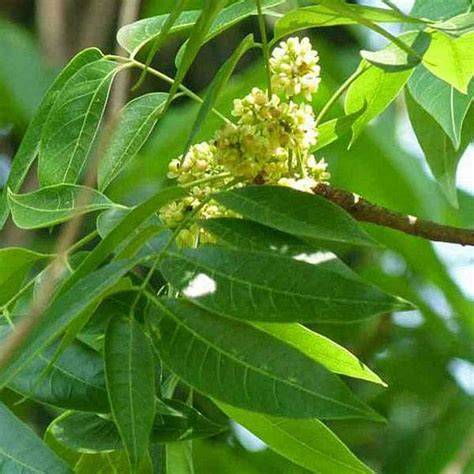 Swietenia Macrophylla -- Earthpedia plant - raincitystudios.com