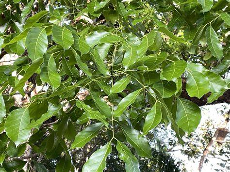 Swietenia macrophylla explained - raincitystudios.com