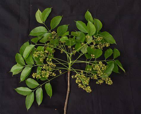 Swietenia macrophylla - raincitystudios.com