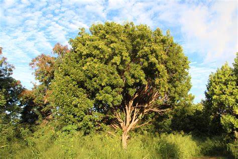 Swietenia mahagoni (Cuban mahogany) - CABI Digital Library - raincitystudios.com