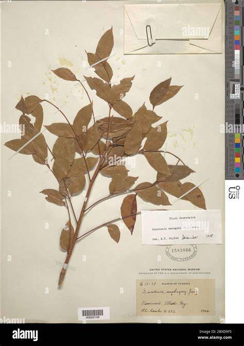 Swietenia mahagoni (L.) Jacq. | Species - raincitystudios.com