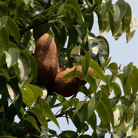 Swietenia mahagoni | Mahogany - Trees - Green Cover … - raincitystudios.com