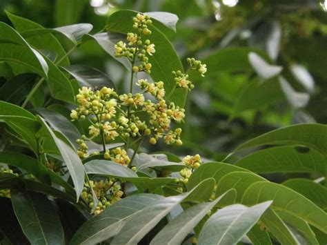 Swietenia mahagoni Mahogany - University of Florida - raincitystudios.com
