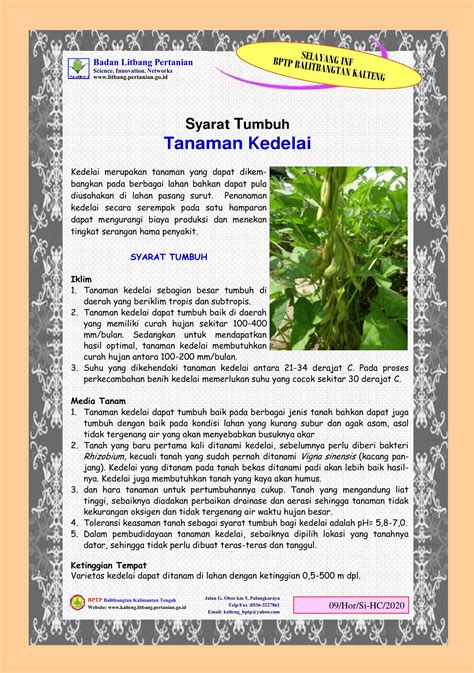 Syarat Tumbuh Tanaman Akasia - Ilmu Pertanian - raincitystudios.com