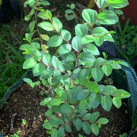 Syarat Tumbuh Tanaman Bidara Arab - Ilmu Pertanian - balustradellc