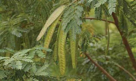 Syarat Tumbuh Tanaman Lamtoro - Ilmu Pertanian - balustradellc