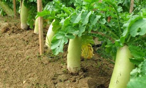Syarat Tumbuh Tanaman Lobak - Ilmu Pertanian - balustradellc