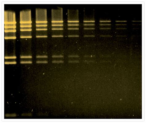 SYBR Gold Nucleic Acid Gel Stain - Thermo Fisher Scientific