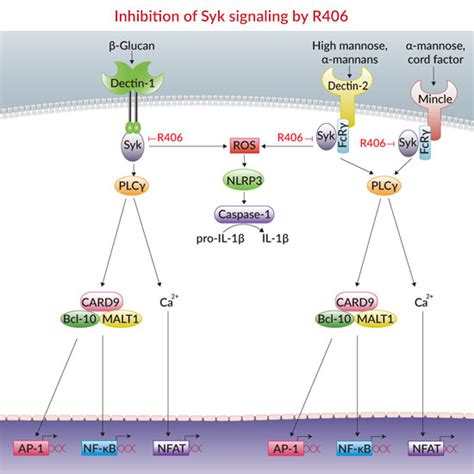 SYK Inhibitors - Alzheimer