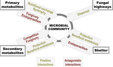 Symbioses between fungi and bacteria: from mechanisms to - raincitystudios.com