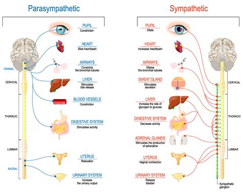 Sympathetic And Parasympathetic - muktibox.com