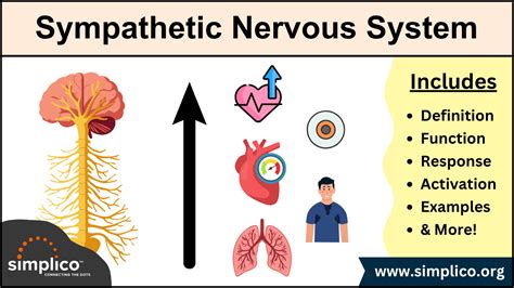 Sympathetic Nervous System: Function & Response - muktibox.com