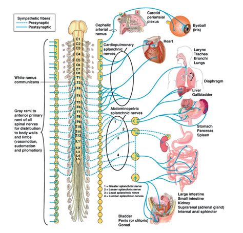Sympathetic nervous system - muktibox.com