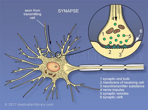 Synapse - BYJU'S - muktibox.com
