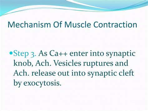 Synaptic Cleft and Muscle Contraction | PDF | Chemical Synapse ... - muktibox.com