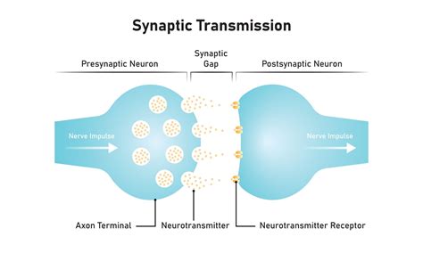Synaptic plasticity - muktibox.com
