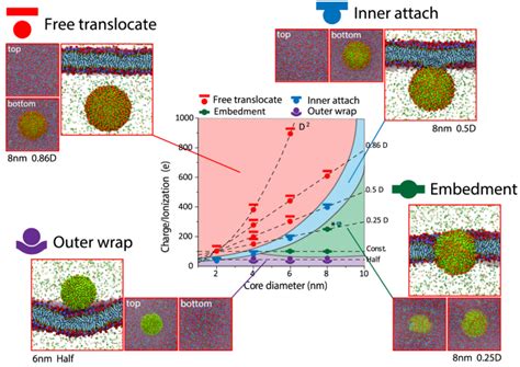 Synergistic channels: A review of hollow nanoparticles for enhanced ... - wintechmobiles.com