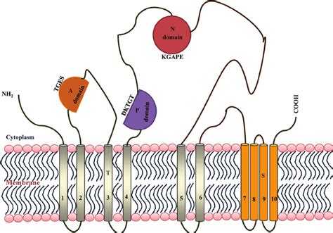 Synthesis and Characterization of P-type Ca - NASA/ADS - wintechmobiles.com