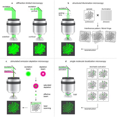 Synthetic fluorophores for live-cell fluorescence microscopy and ... - wintechmobiles.com
