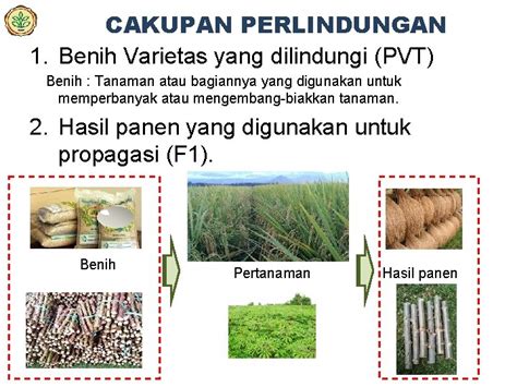 System Perlindungan Varietas Tanaman di Indonesia - balustradellc