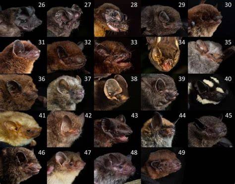 systematic revision of Equatorial Guinea’s bats confirms a biodiversity ... - raincitystudios.com