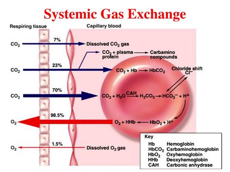 Systemic Gas Exchange & Hemoglobin Oxygen Transport - Quizlet - muktibox.com