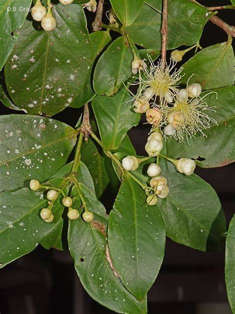 Syzygium aqueum / Myrtaceae - KNOMANA, Plants for pest and … - raincitystudios.com