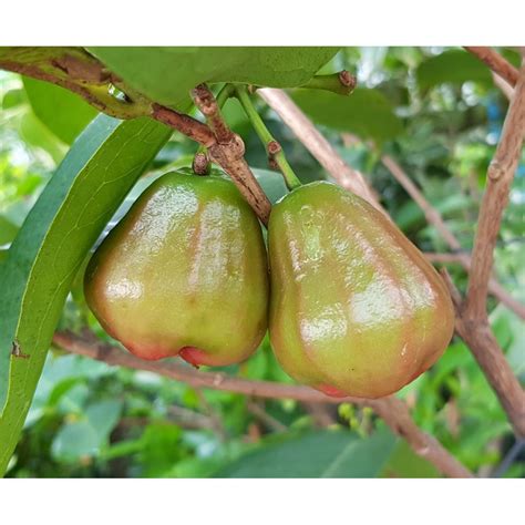 Syzygium aqueum - Socfindo Conservation - raincitystudios.com