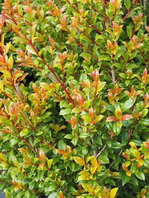 Syzygium australe | Australian Native Growing Guide - raincitystudios.com