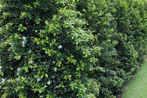 Syzygium for Tall Hedges and Screens - Screening - raincitystudios.com