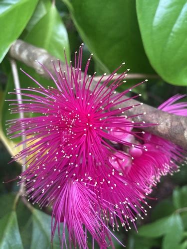 Syzygium malaccense, Agroforestree Database - raincitystudios.com