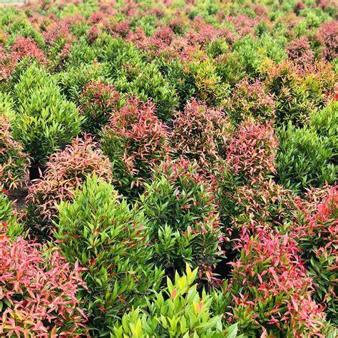 Syzygium Myrtifolium Dwarf | Wholesale Plant Supplier - raincitystudios.com