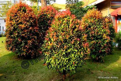 Syzygium Myrtifolium Evergreen Outdoor Hedge Plant Live for - raincitystudios.com