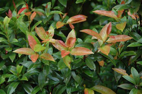 Syzygium myrtifolium Guide | PDF | Leaf | Fruit - raincitystudios.com