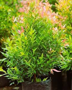 Syzygium Myrtifolium Healthy Live Outdoor Hedge Plant for Garden ... - raincitystudios.com