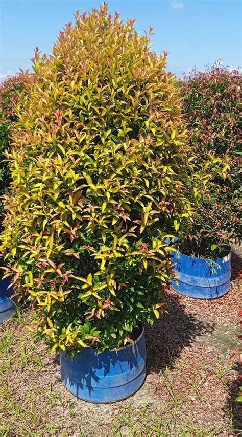Syzygium Myrtifolium Live Outdoor Hedge Plant for Fence Line and ... - raincitystudios.com